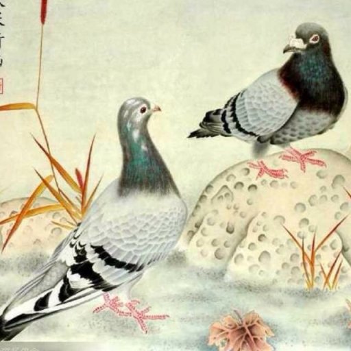 看看TA的鸽舍简介