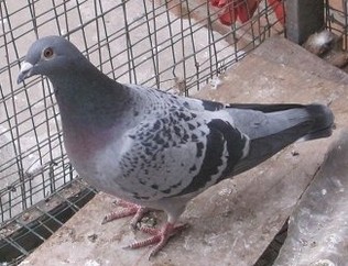 ����TA�ĸ�����