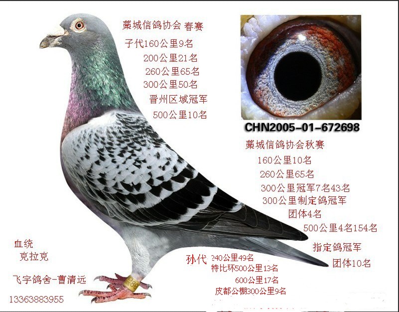 看看TA的鸽舍简介