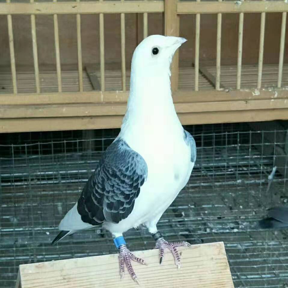 ����TA�ĸ�����