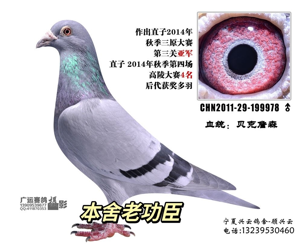 看看TA的鸽舍简介