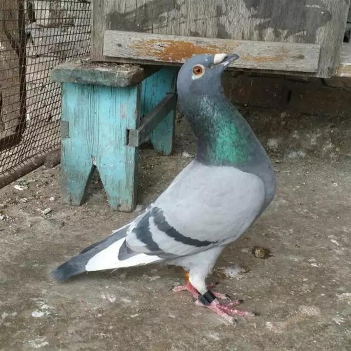 ����������.