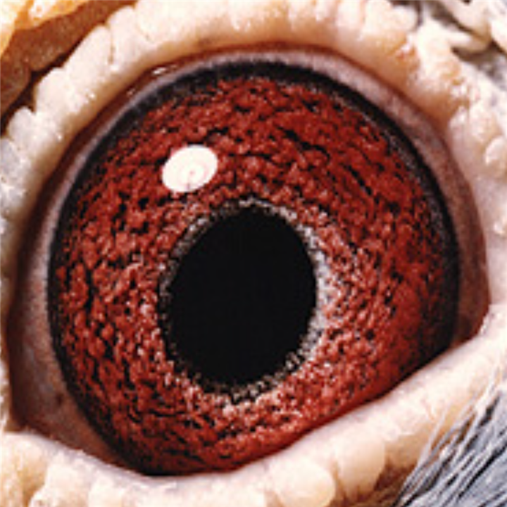 ��Ҧ����