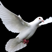 ����TA�ĸ�����