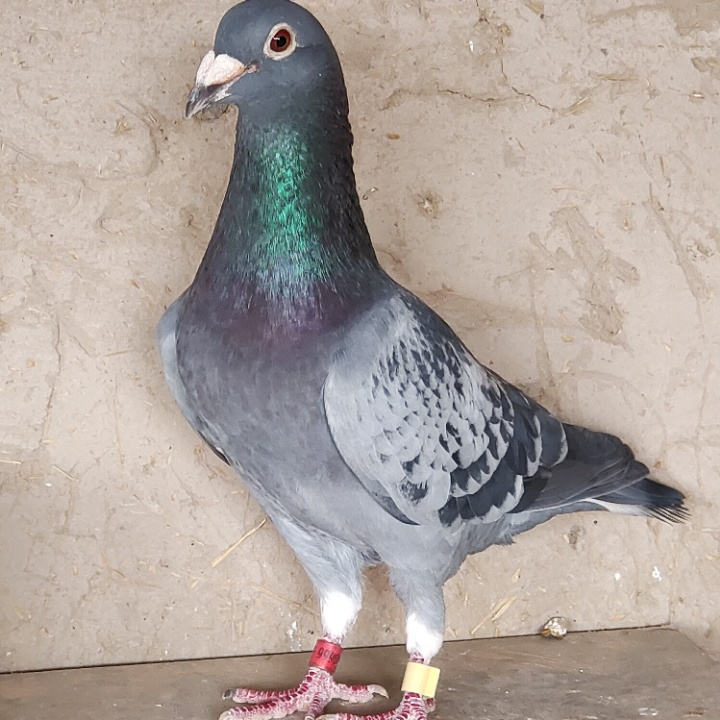 ����TA�ĸ�����