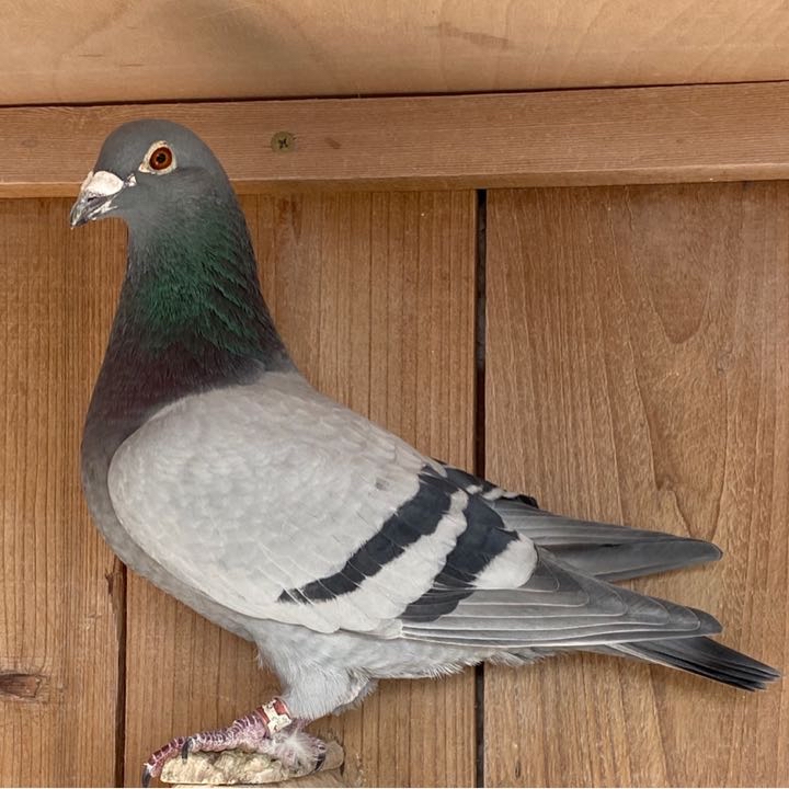 ����TA�ĸ�����