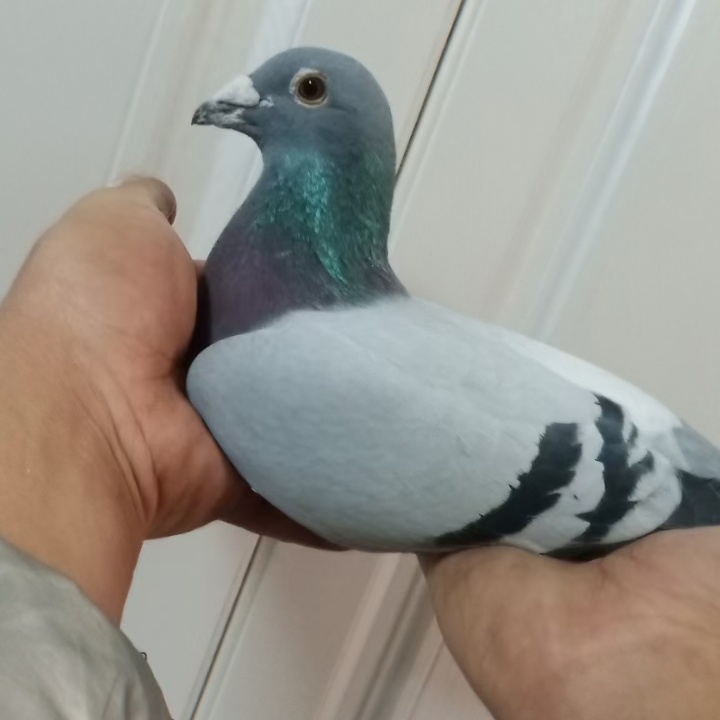 ����TA�ĸ�����