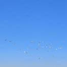 看看TA的鸽舍简介