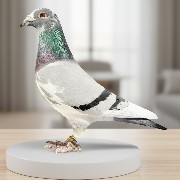 ����TA�ĸ�����