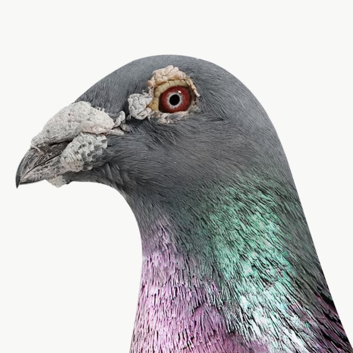 ����TA�ĸ�����