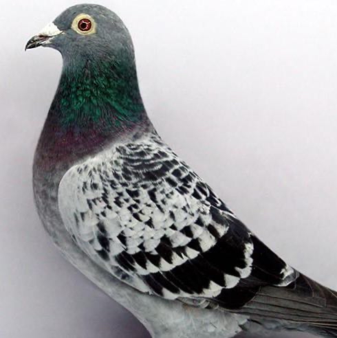 ����Ʋ����