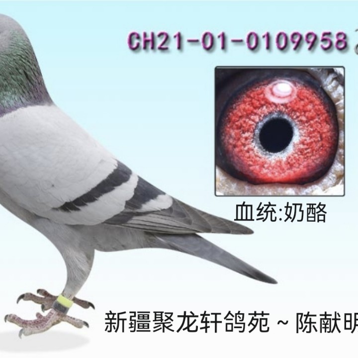 �½�������Է