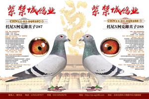 北京紫禁城鸽业