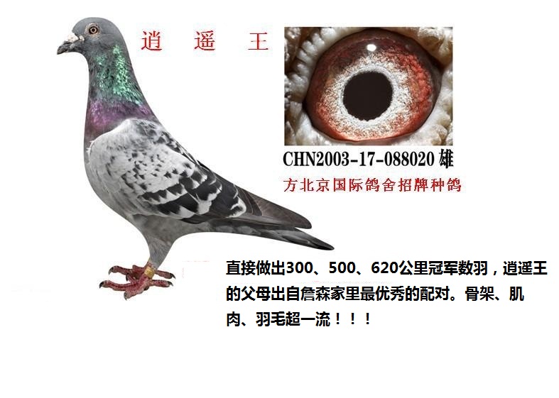 本舍主要品系:詹森, 迪尔巴,考夫曼,胡本
