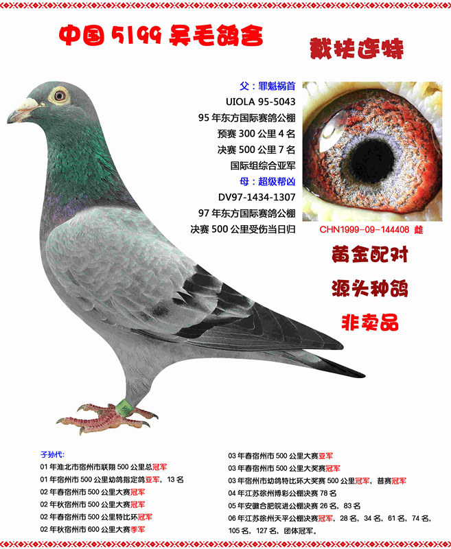 中国5199鸽业