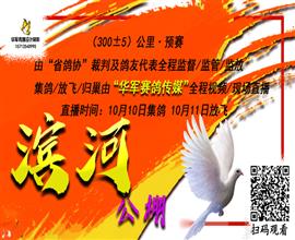 中国信鸽信息网视频直播
