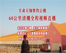 中国信鸽信息网视频直播