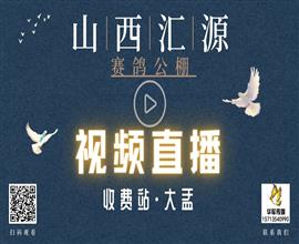 中国信鸽信息网视频直播