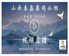 中国信鸽信息网视频直播