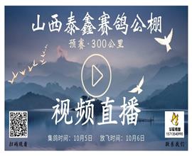 中国信鸽信息网视频直播