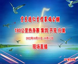 中国信鸽信息网视频直播