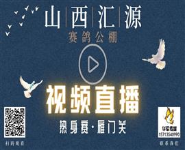 中国信鸽信息网视频直播