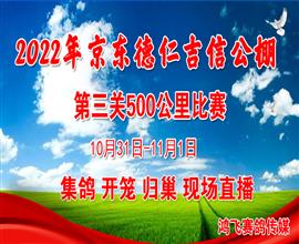 中国信鸽信息网视频直播