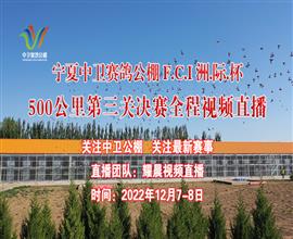 中国信鸽信息网视频直播