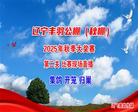 中国信鸽信息网视频直播