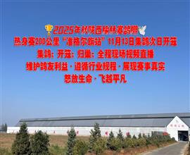 中国信鸽信息网视频直播