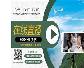 中国信鸽信息网视频直播