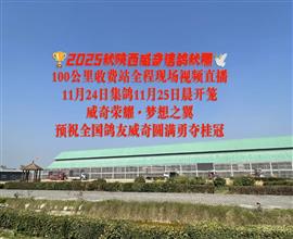 中国信鸽信息网视频直播