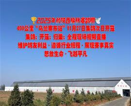 中国信鸽信息网视频直播