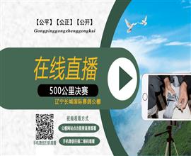 中国信鸽信息网视频直播