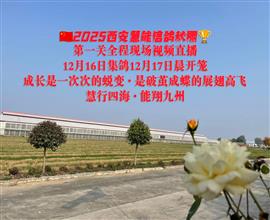 中国信鸽信息网视频直播