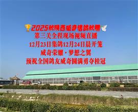 中国信鸽信息网视频直播