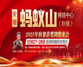 中国信鸽信息网视频直播