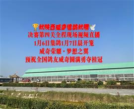 中国信鸽信息网视频直播