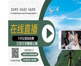 中国信鸽信息网视频直播