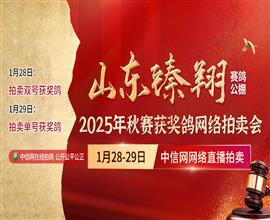 中国信鸽信息网视频直播