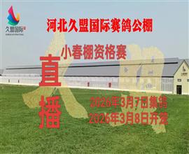 中国信鸽信息网视频直播