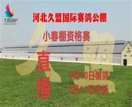 中国信鸽信息网视频直播