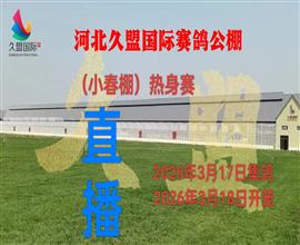 中国信鸽信息网视频直播