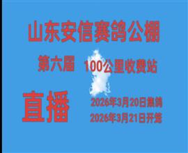 中国信鸽信息网视频直播