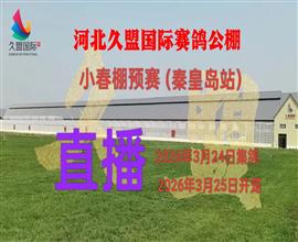 中国信鸽信息网视频直播