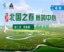 中国信鸽信息网视频直播