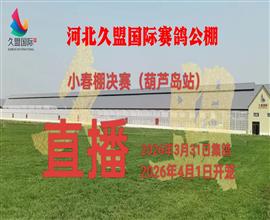 中国信鸽信息网视频直播