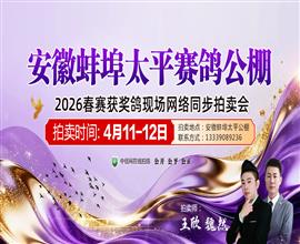 中国信鸽信息网视频直播