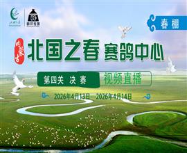 中国信鸽信息网视频直播