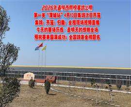 中国信鸽信息网视频直播